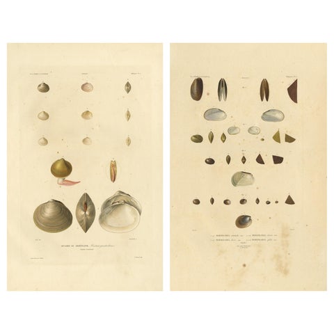Antique Conchology Prints, Greenland Bivalves and Modiolaria Shells, 1842