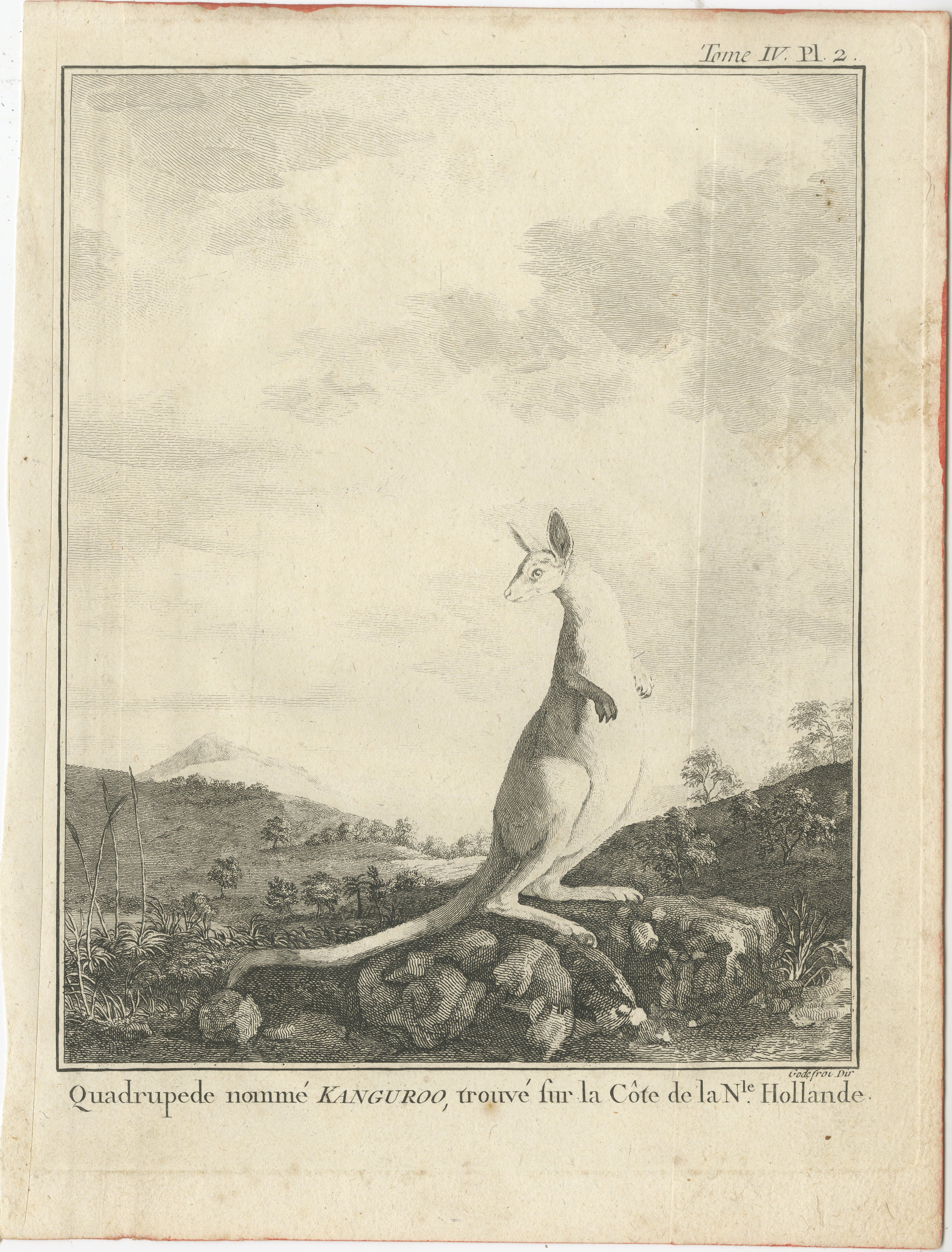 The title 'Quadrupede Nomme Kanguroo, Trouve sur la Cote de la N'le Hollande' refers to an uncolored engraving depicting a Kangaroo, originally found and described during Captain Cook's first voyage, later rendered by George Stubbs in the English