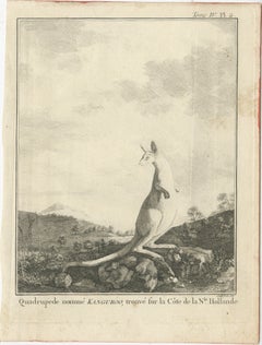 Antique Copper Engraving of a Kangaroo in Australia, 1744