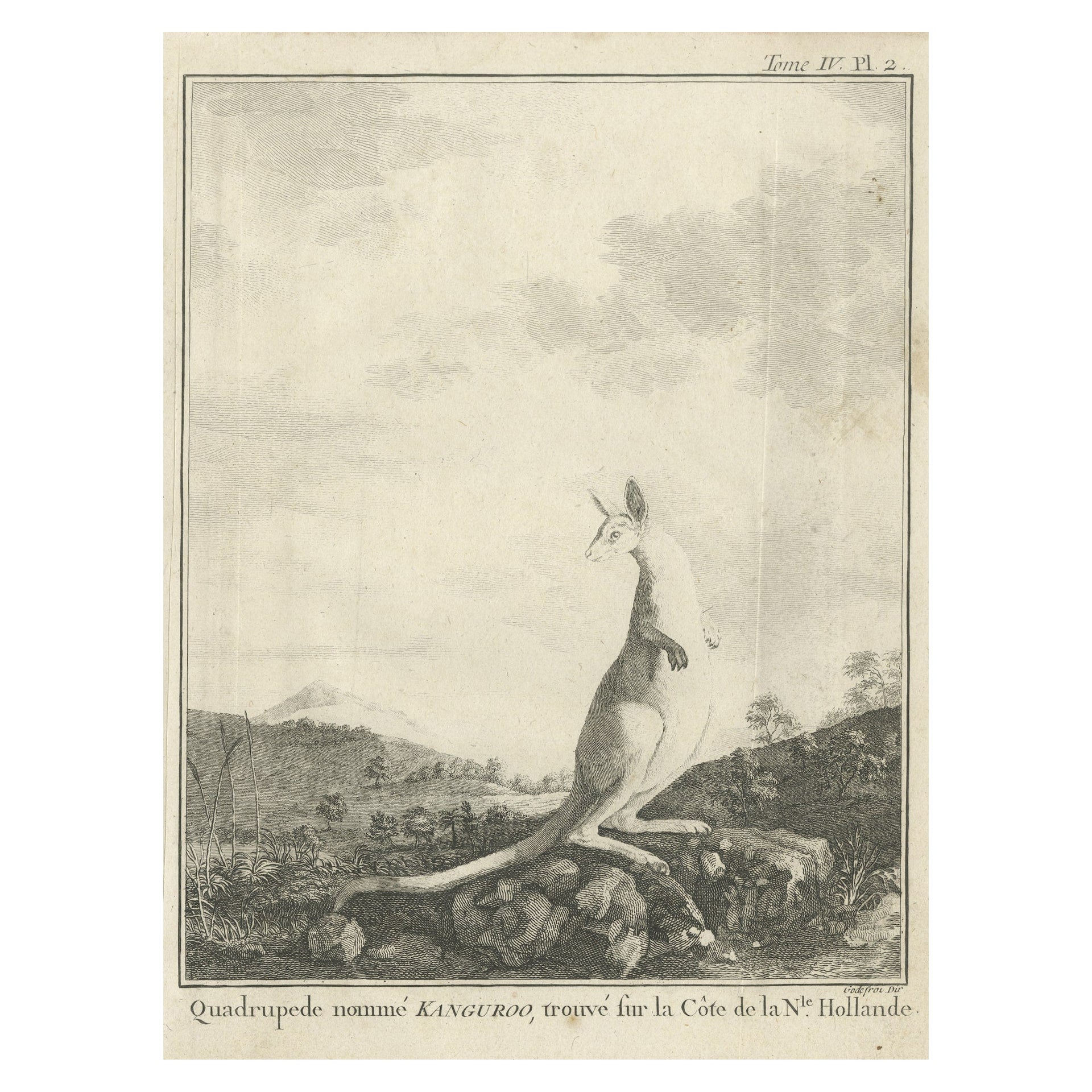 Antike Kupfergravur eines Kangaroos in Australien, 1744 im Angebot