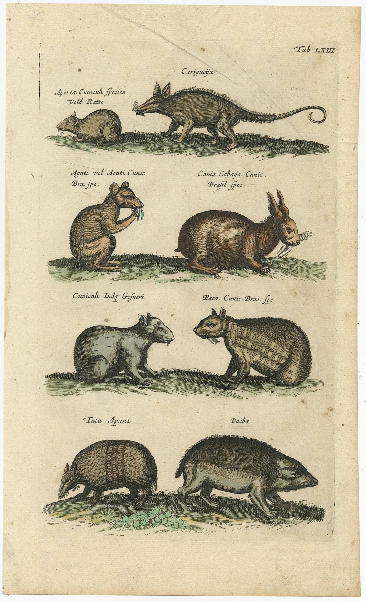 Antique Copper Engraving of Various Rodent Species, 1657