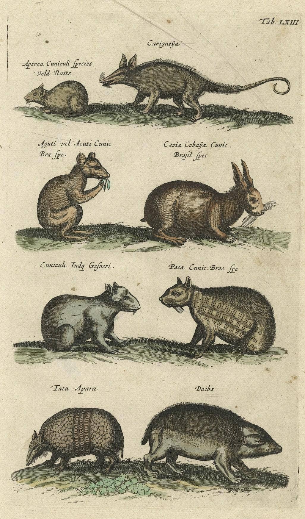 Antique Copper Engraving of Various Rodent Species, 1657