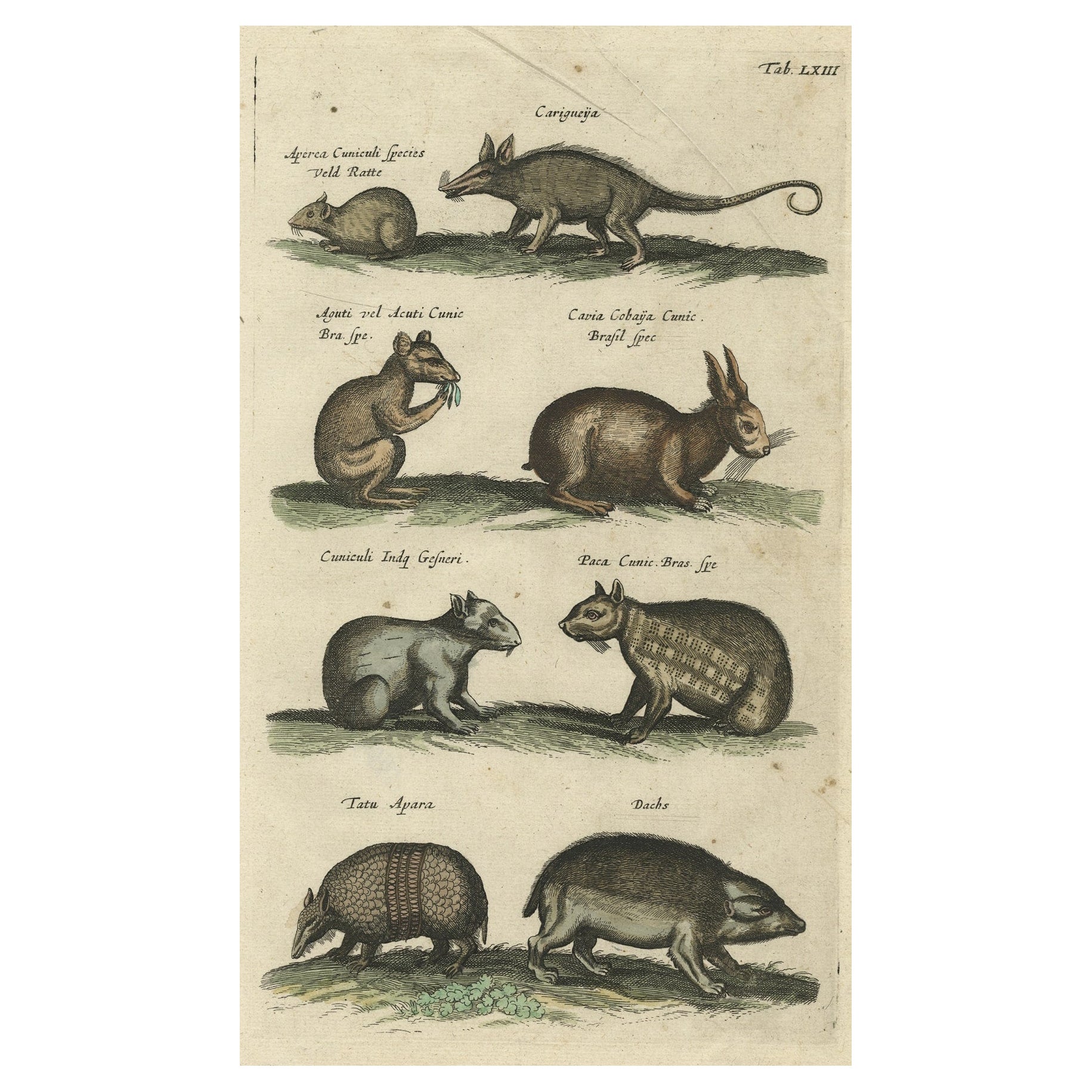 Gravure ancienne en cuivre de diverses spécifications végétales, 1657