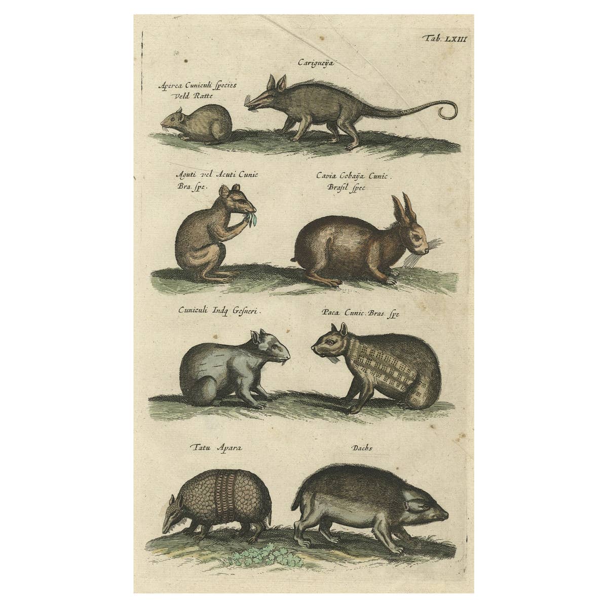 Antique Copper Engraving of Various Rodent Species, 1657
