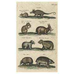 Gravure ancienne en cuivre de diverses spécifications végétales, 1657