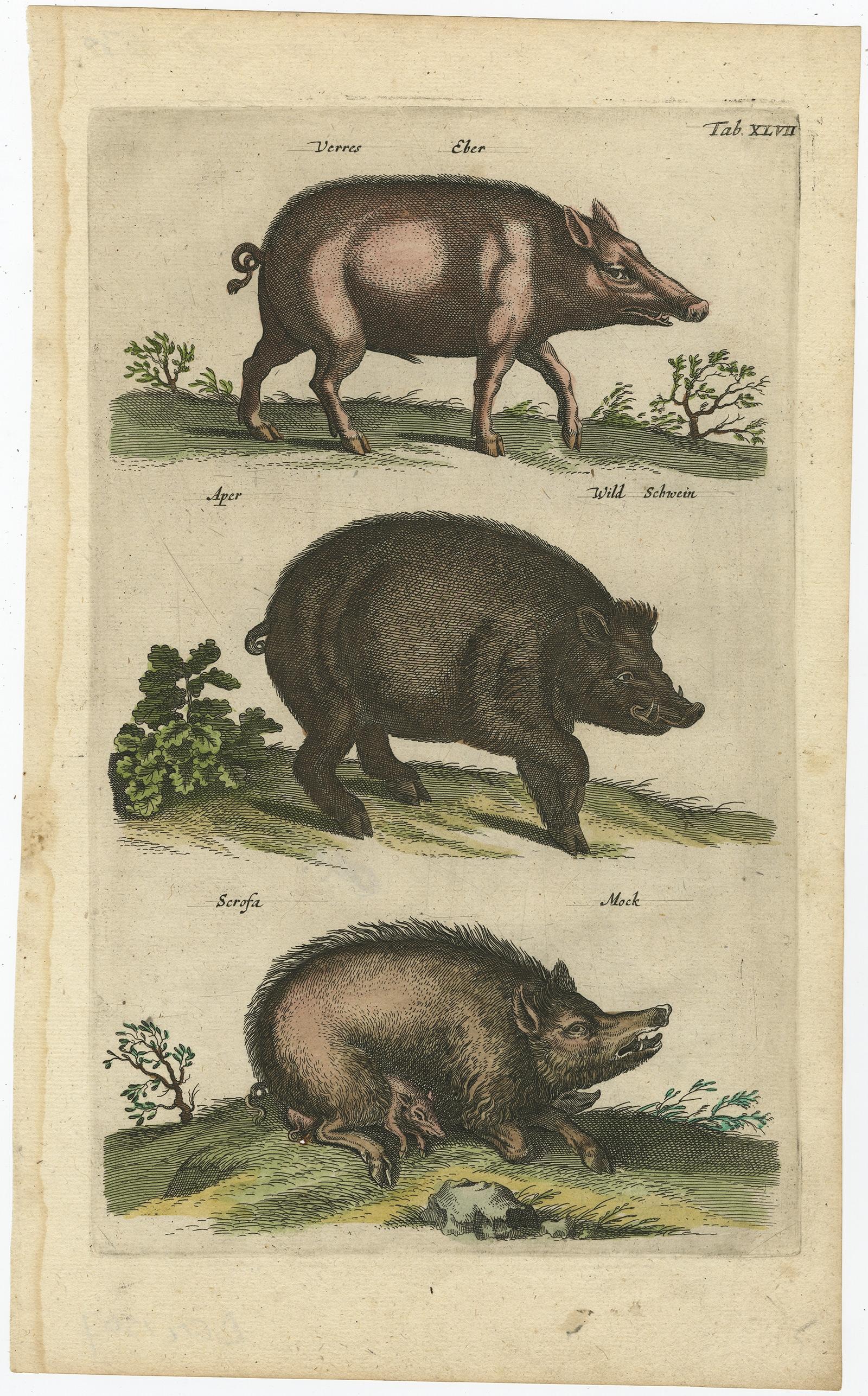 Antique print of wild boars or wild pigs; Verres. Eber - Aper. Wild Schwein - Scrofa. Mock. This print originates from 'Historiae Naturalis De Piscibus Et Cetis Libri V' by John Johnston, published by Matthias Merian in 1657.

Artists and