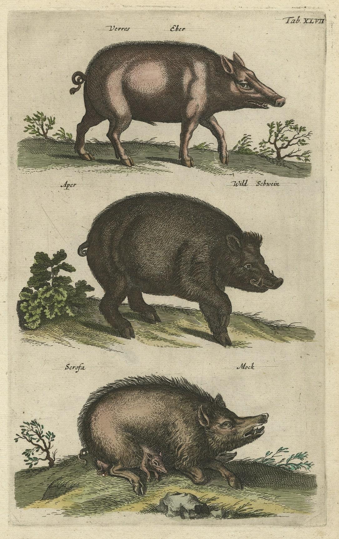 Antique Copper Engraving of Wild Boars or Wild Pigs, 1657 In Good Condition In Langweer, NL