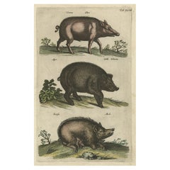 Gravure ancienne sur cuivre représentant des sangliers ou des cochons sauvages, 1657