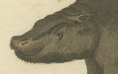 Antique Copperplate Engraving of Hippopotamus and Tapir by Bertuch, 1800
