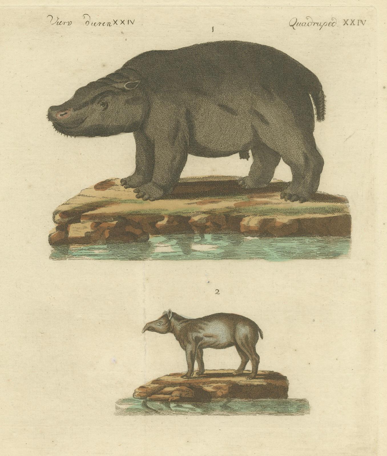 Gravé Gravure ancienne d'hippocampe et de Tapir par Bertuch, 1800 en vente