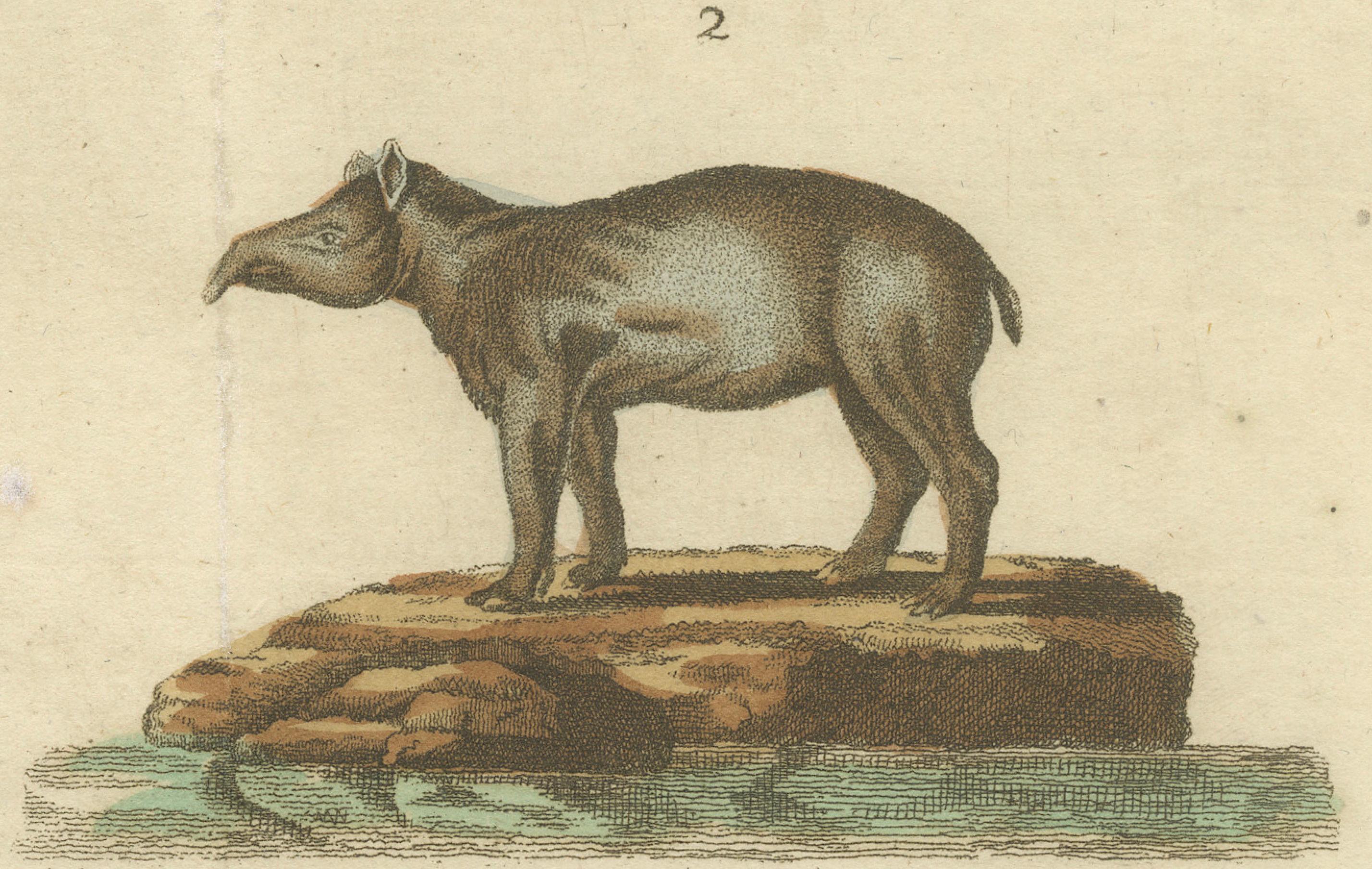 Gravure ancienne d'hippocampe et de Tapir par Bertuch, 1800 Bon état - En vente à Langweer, NL