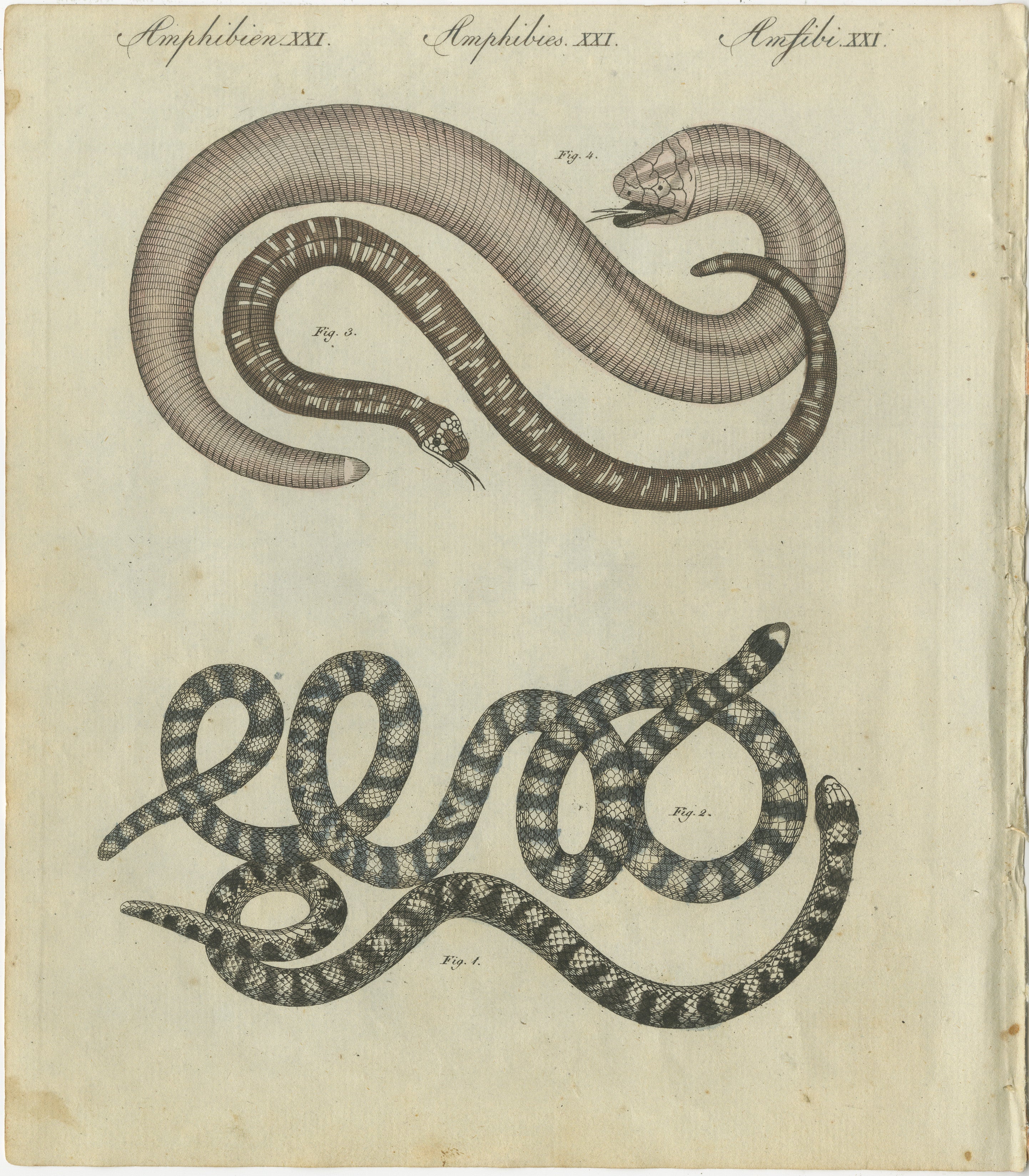 Title: Antique Copperplate Engraving of Serpents and Amphibians, 1805  

Description:  
This striking copperplate engraving from 1805 presents two captivating depictions of serpentine creatures under the category 