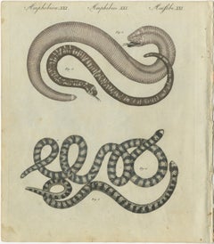 Antique Copperplate Engraving of Serpents and Amphibians, 1805