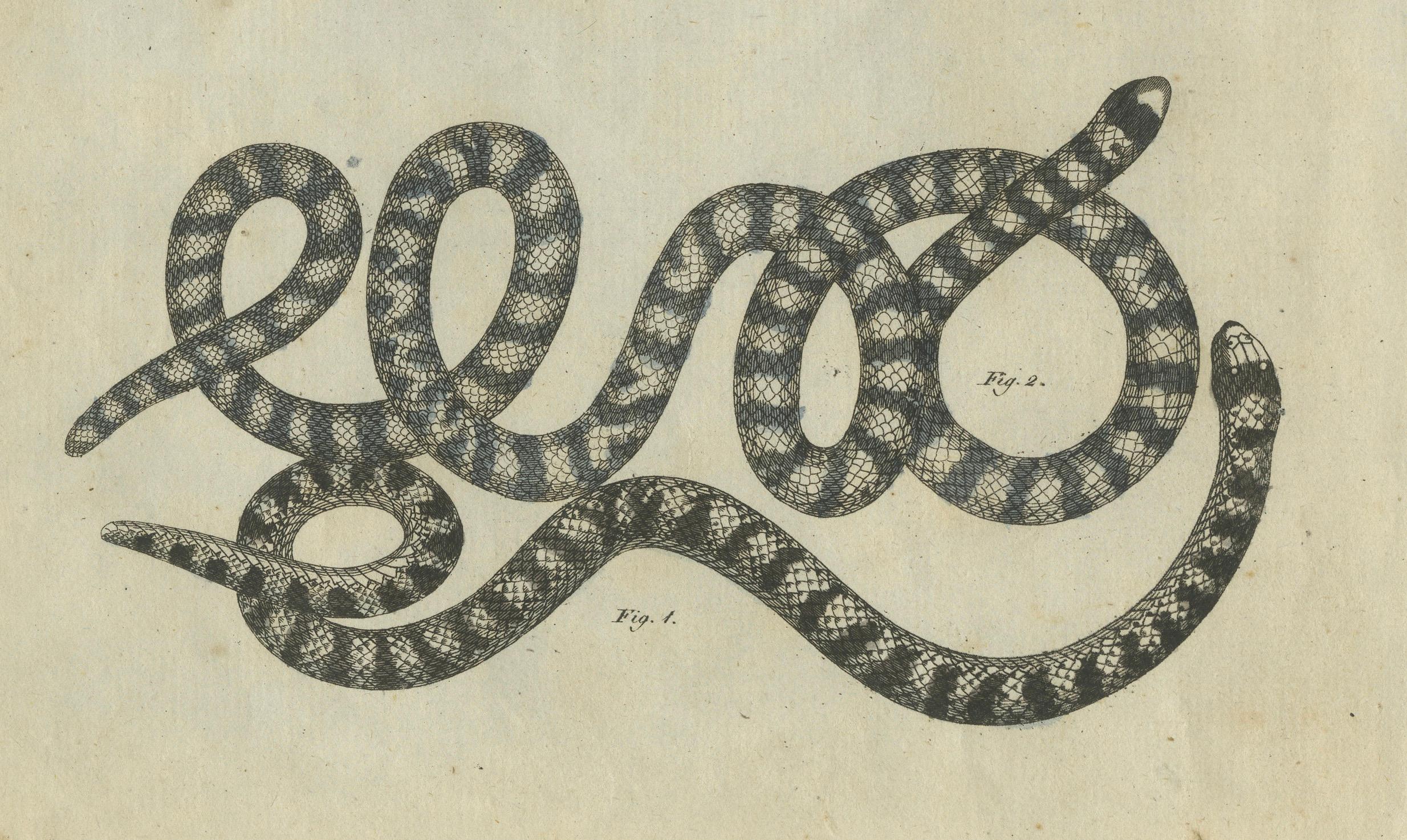 Engraved Antique Copperplate Engraving of Serpents and Amphibians, 1805 For Sale