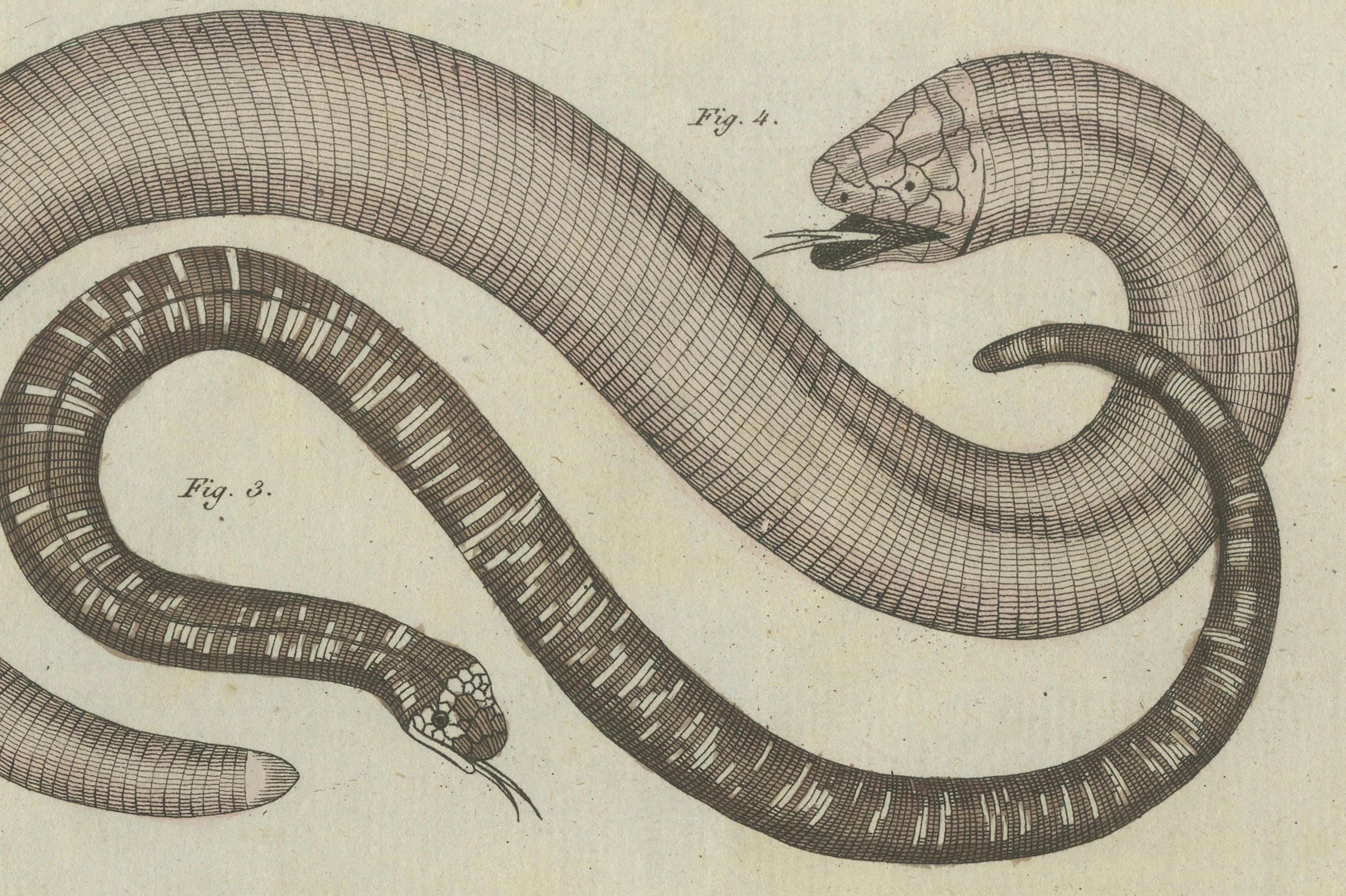 Antique Copperplate Engraving of Serpents and Amphibians, 1805 In Good Condition For Sale In Langweer, NL