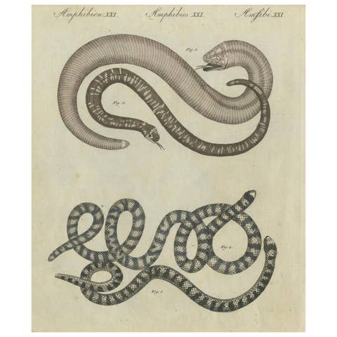 Antique Copperplate Engraving of Serpents and Amphibians, 1805