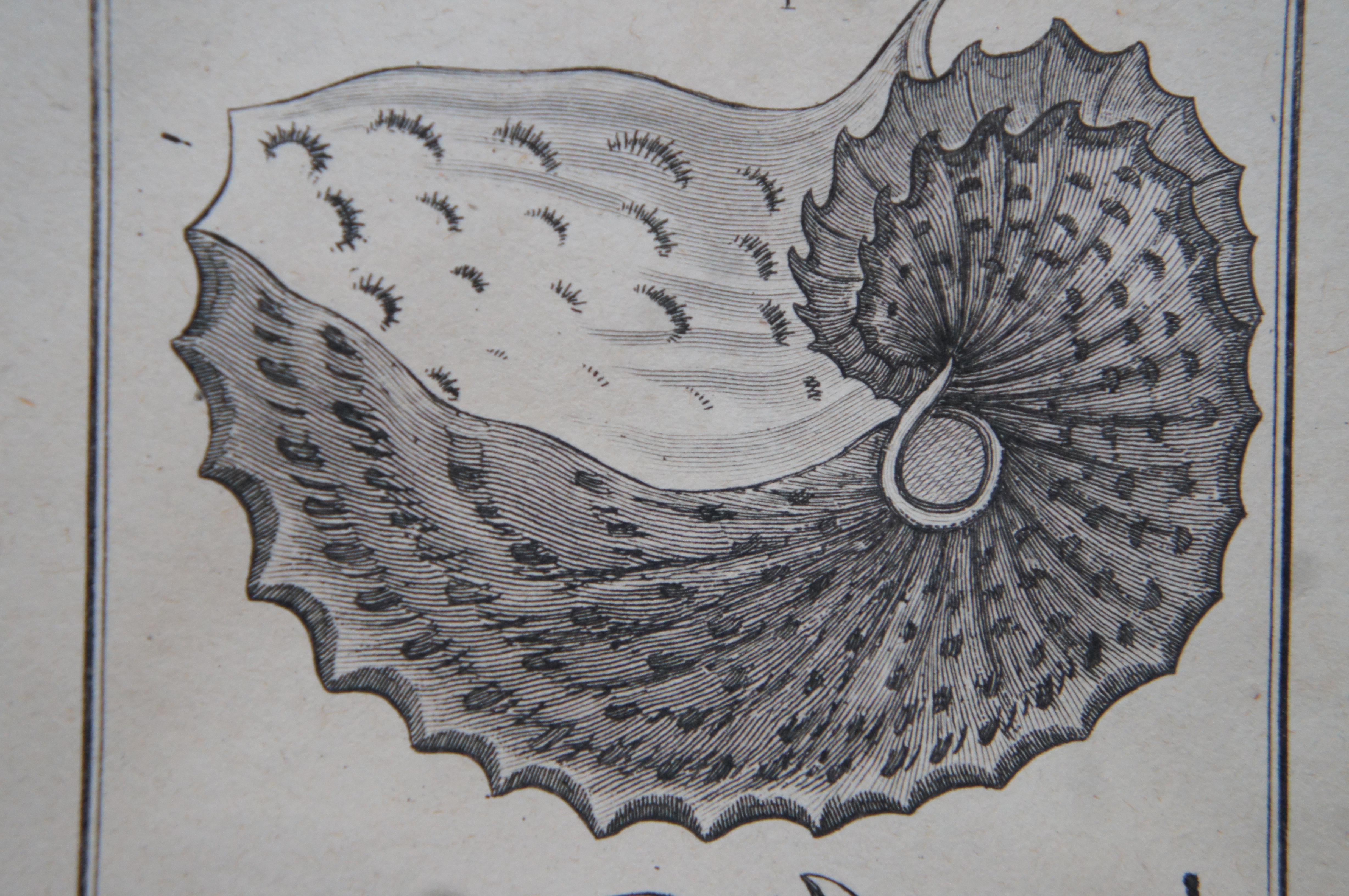 Antique Coquilles Argonaut Mollusk Shell Engraving Montfert Saint-Aubin 4