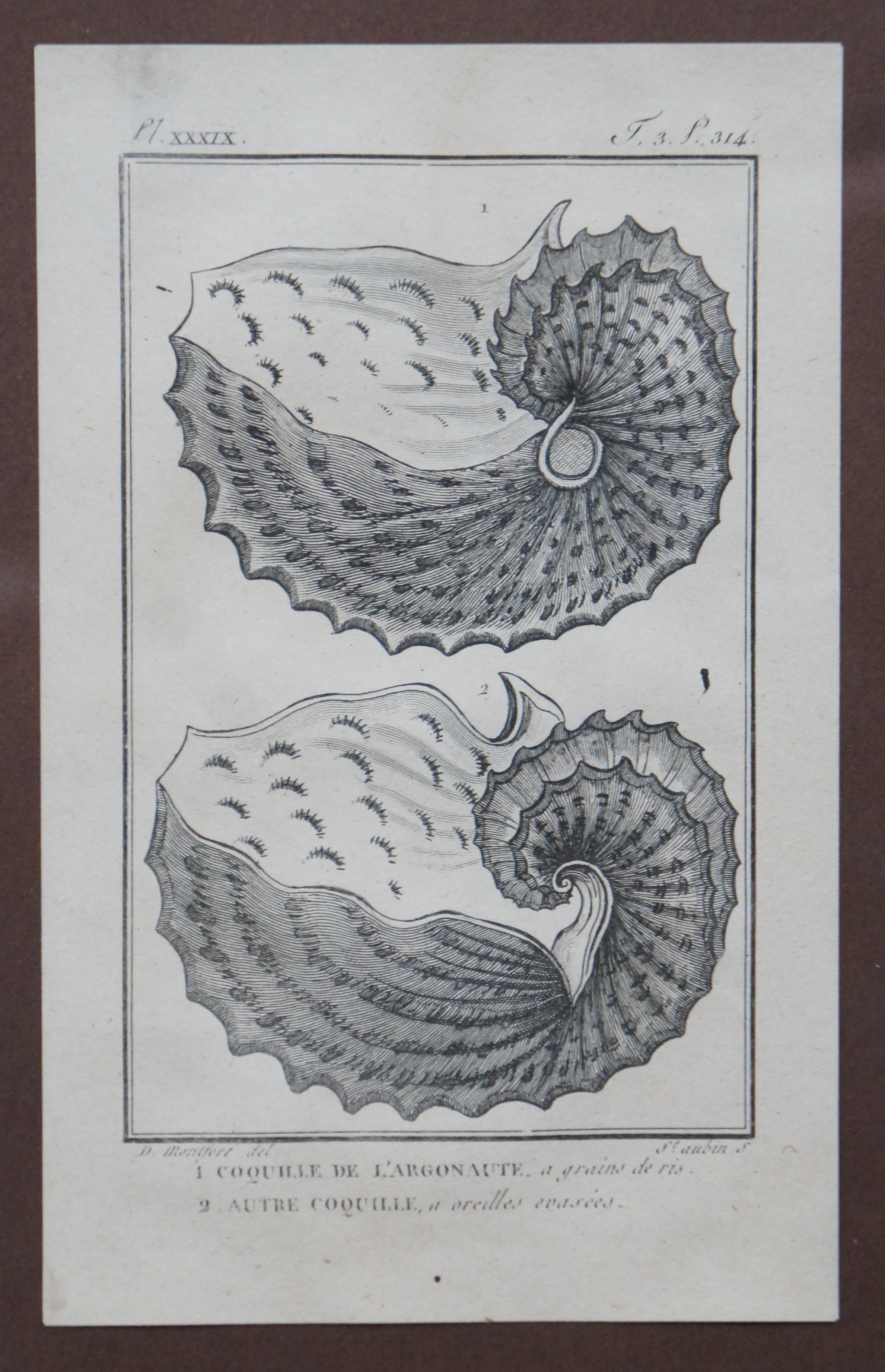 Paper Antique Coquilles Argonaut Mollusk Shell Engraving Montfert Saint-Aubin