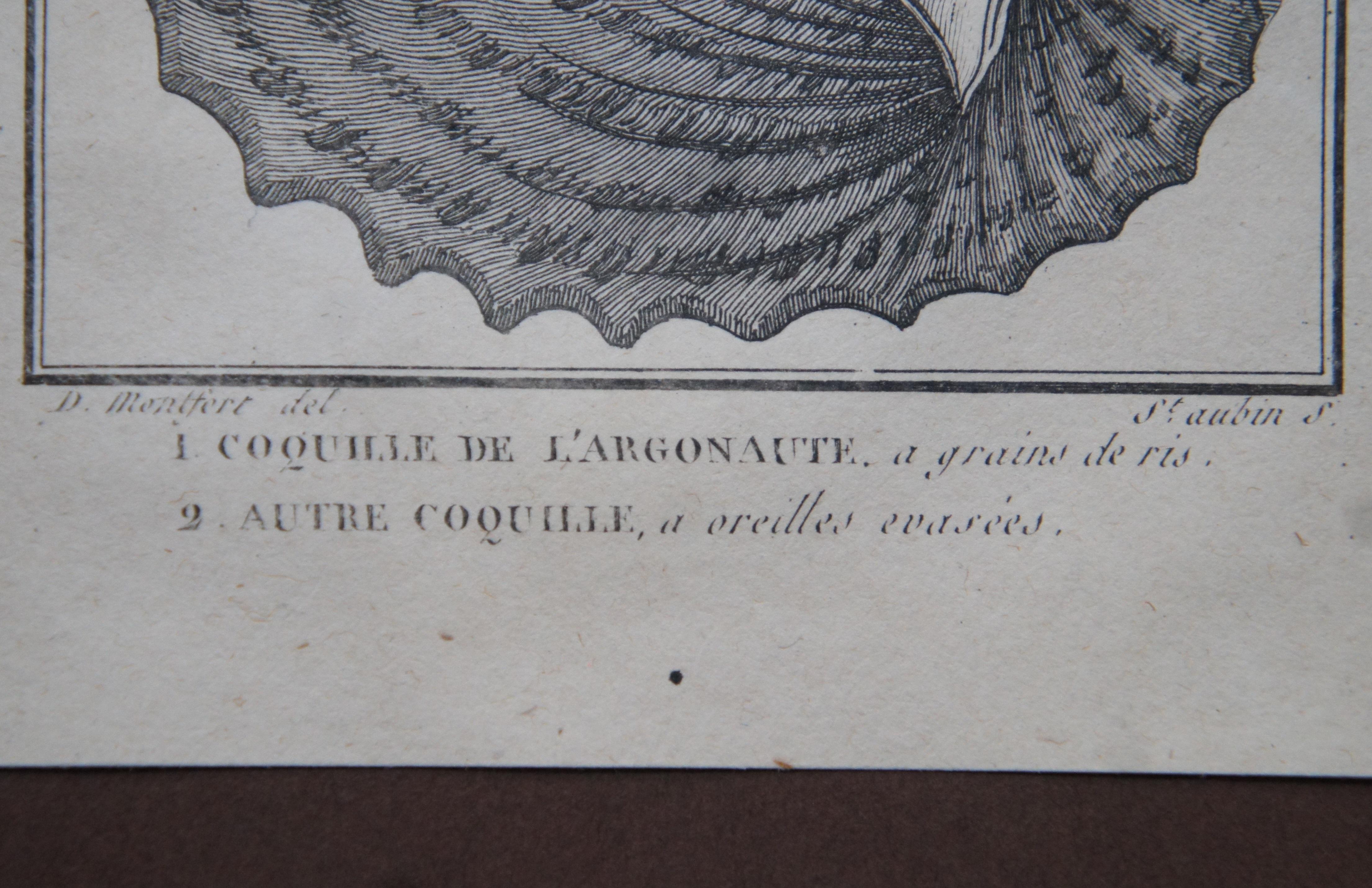 Antique Coquilles Argonaut Mollusk Shell Engraving Montfert Saint-Aubin 2