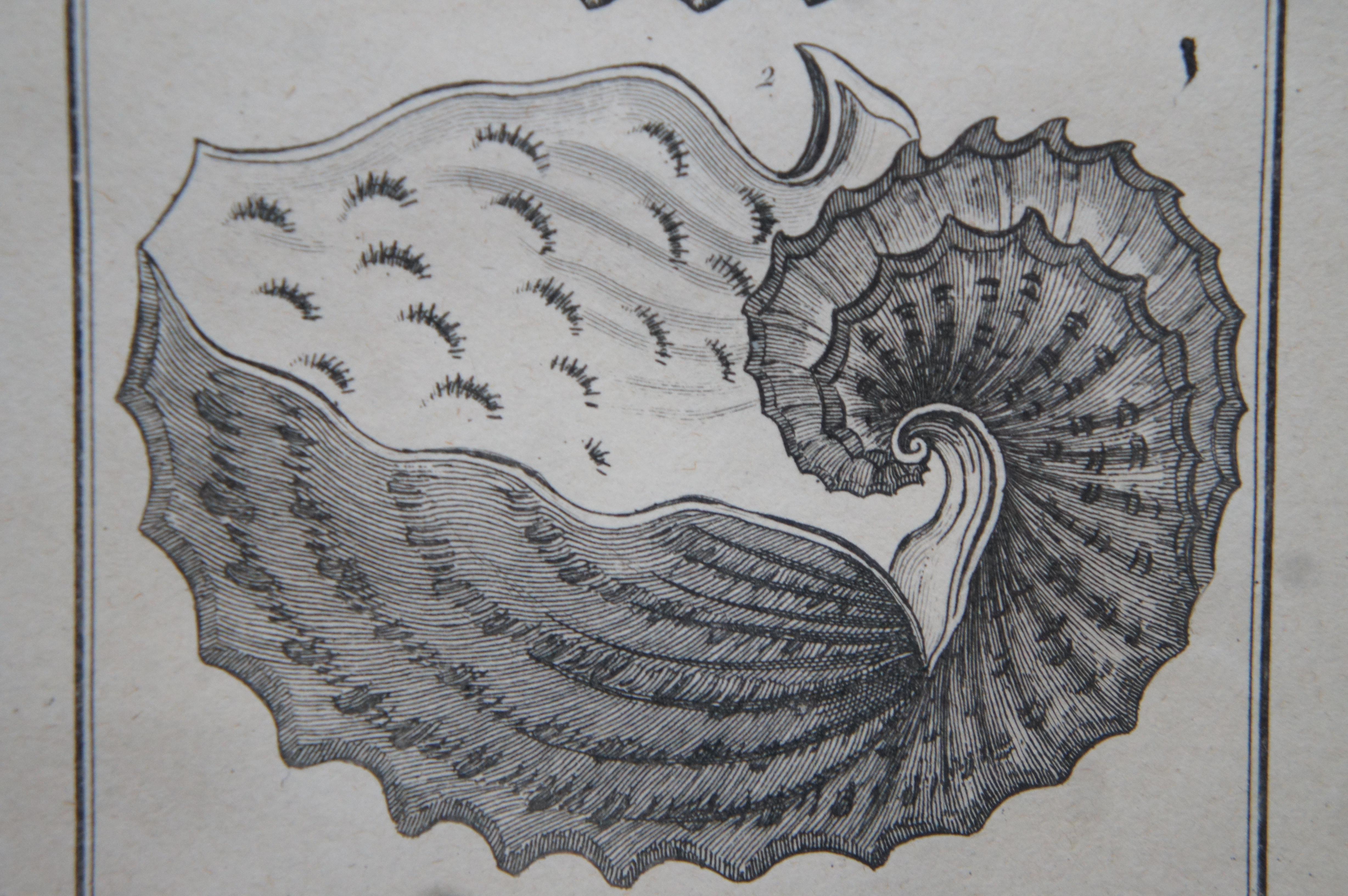 Antique Coquilles Argonaut Mollusk Shell Engraving Montfert Saint-Aubin 3