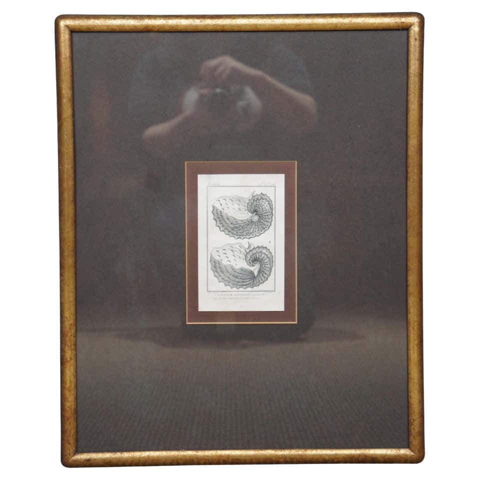 Shell Spectacular: A Collection of Mollusk Shells Engraved and ...