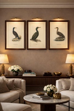 Antique Cormorant Bird Lithographs Set of 3, Scandinavian Birds Sweden 1929