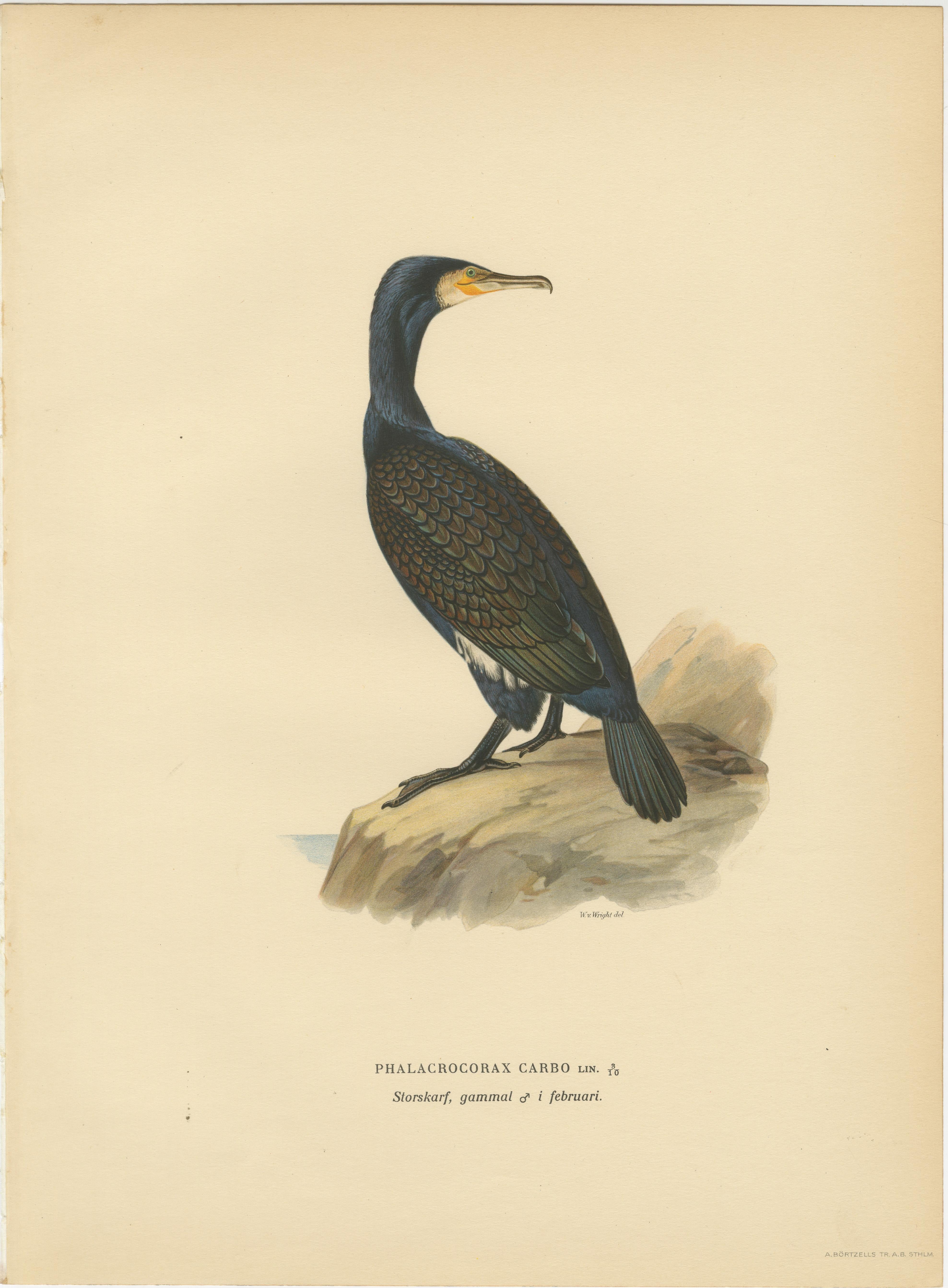 Antique Cormorant Bird Lithographs Set of 3, Scandinavian Birds Sweden 1929