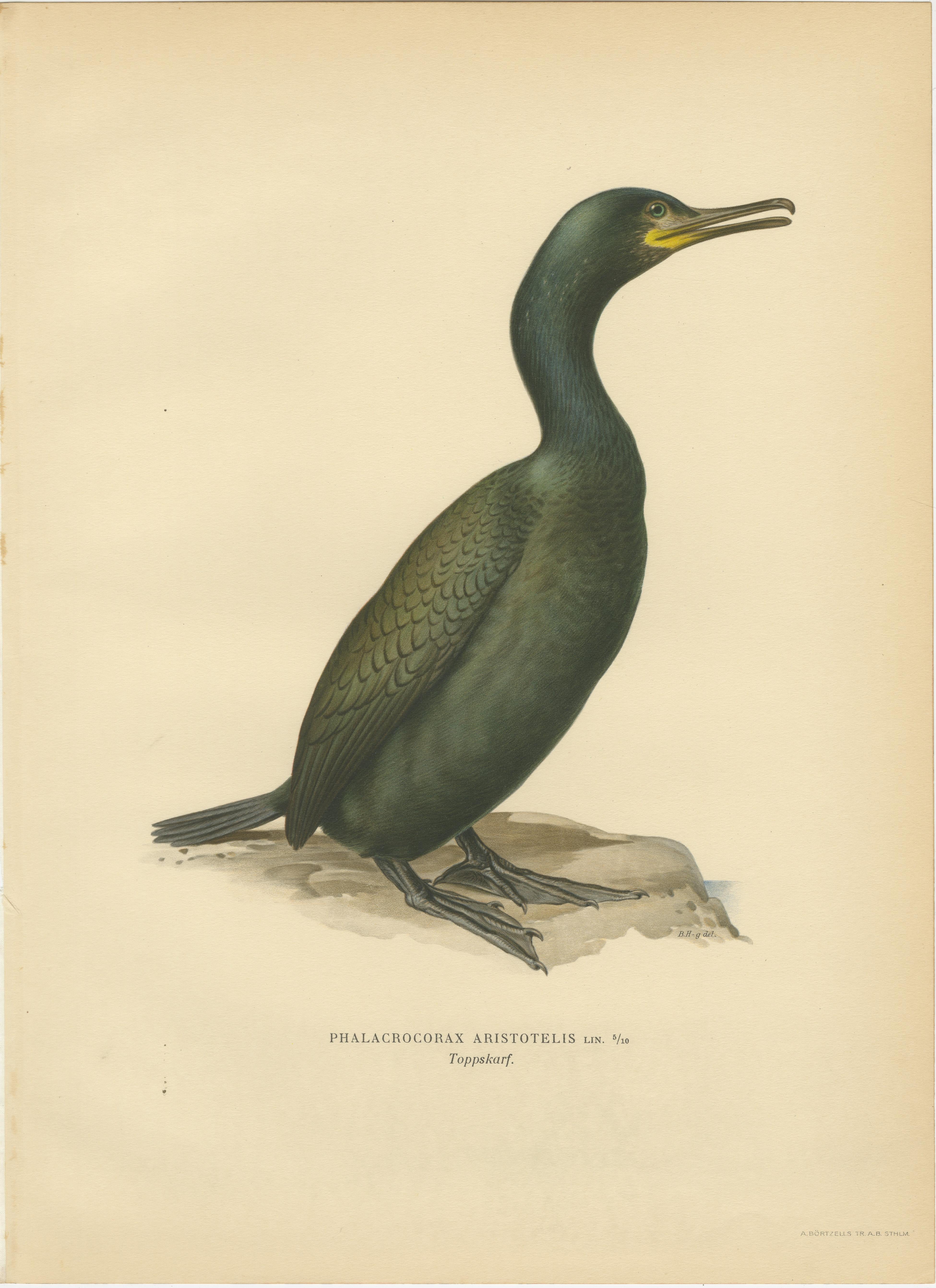 Antique Cormorant Bird Lithographs Set of 3, Scandinavian Birds Sweden 1929
