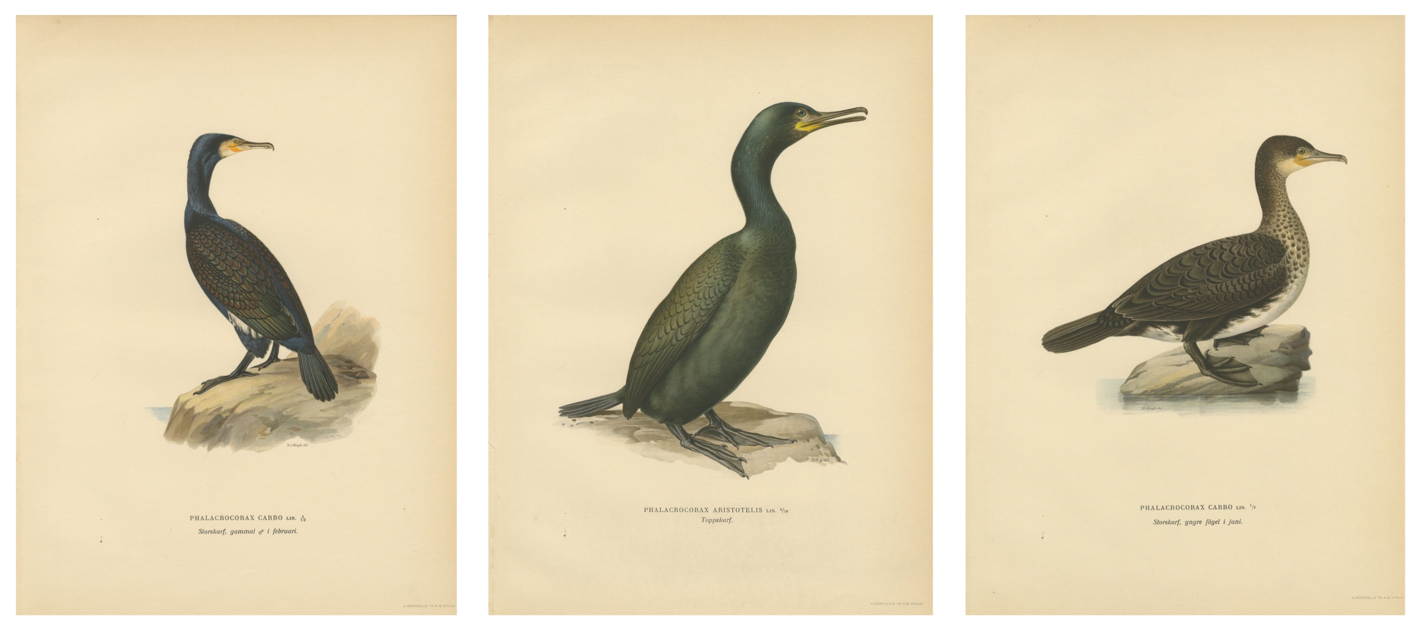 Antique Cormorant Bird Lithographs Set of 3, Scandinavian Birds Sweden 1929