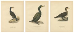 Antique Cormorant Bird Lithographs Set of 3, Scandinavian Birds Sweden 1929