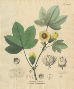 Antique Cotton Botanical Print, Gossypium Herbaceum, c.1831