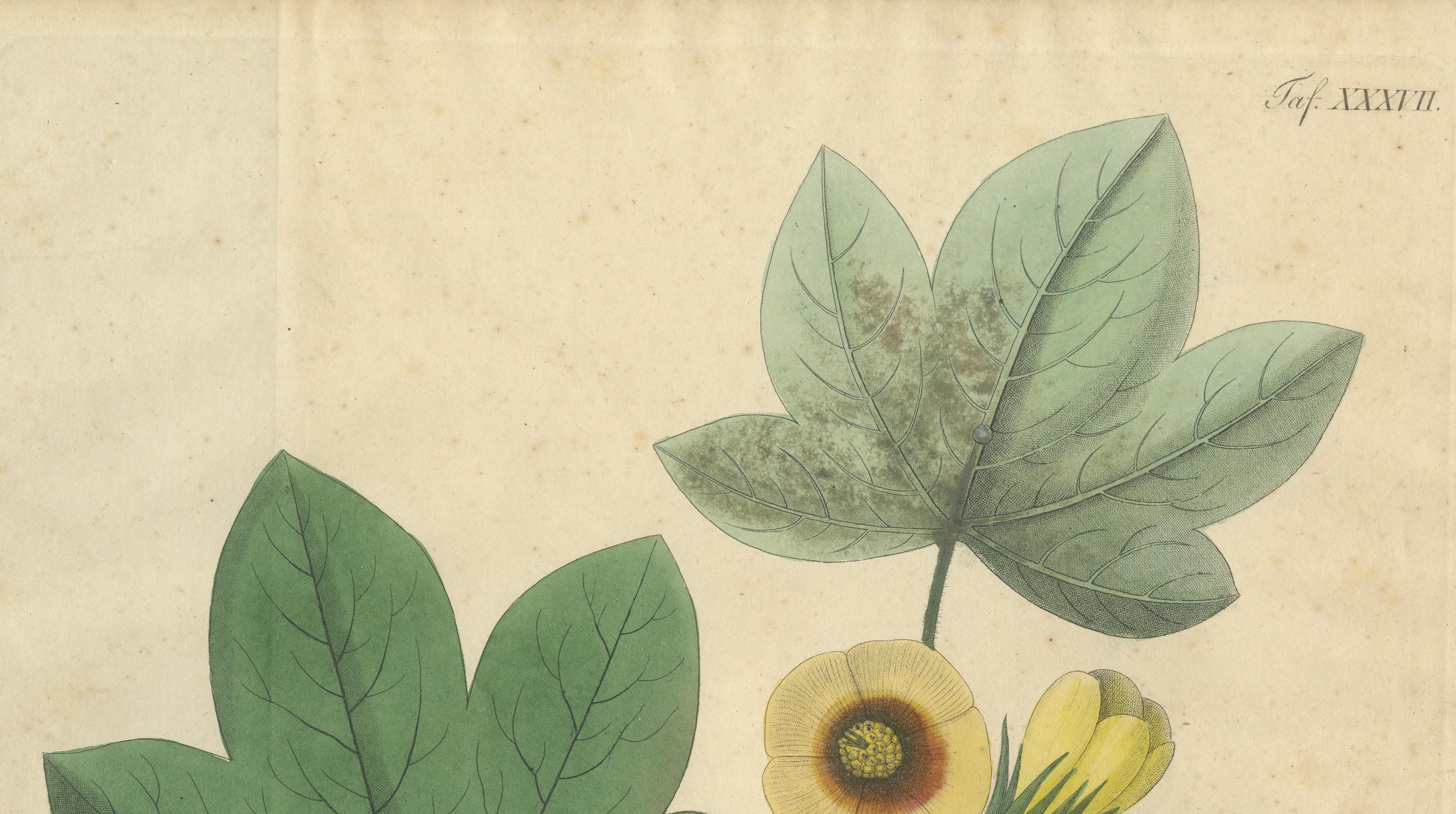Antique Cotton Botanical Print, Gossypium Herbaceum, c.1831