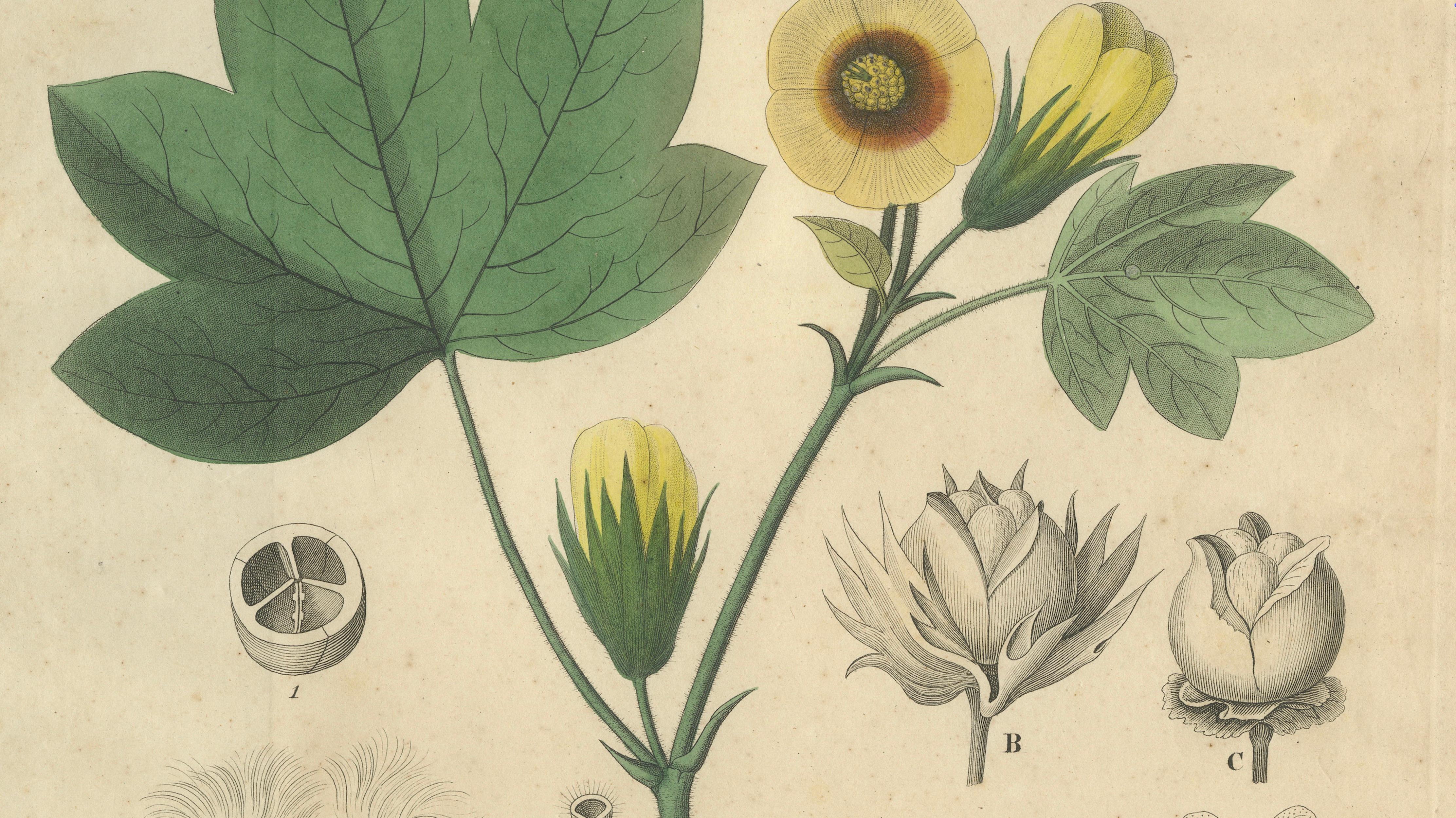 Antique Cotton Botanical Print, Gossypium Herbaceum, c.1831
