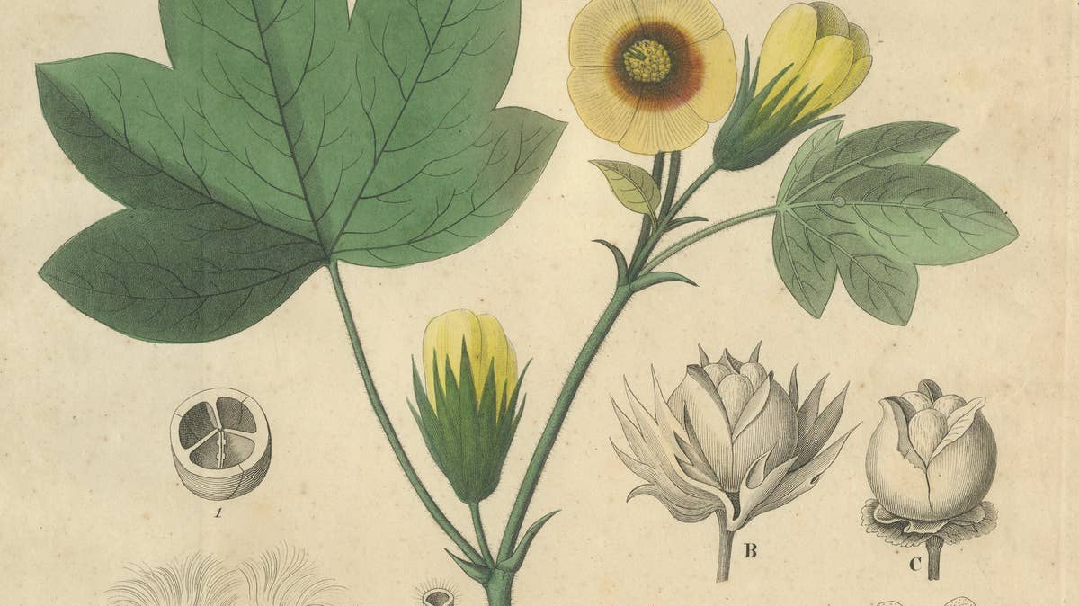 Antique Cotton Botanical Print, Gossypium Herbaceum, c.1831