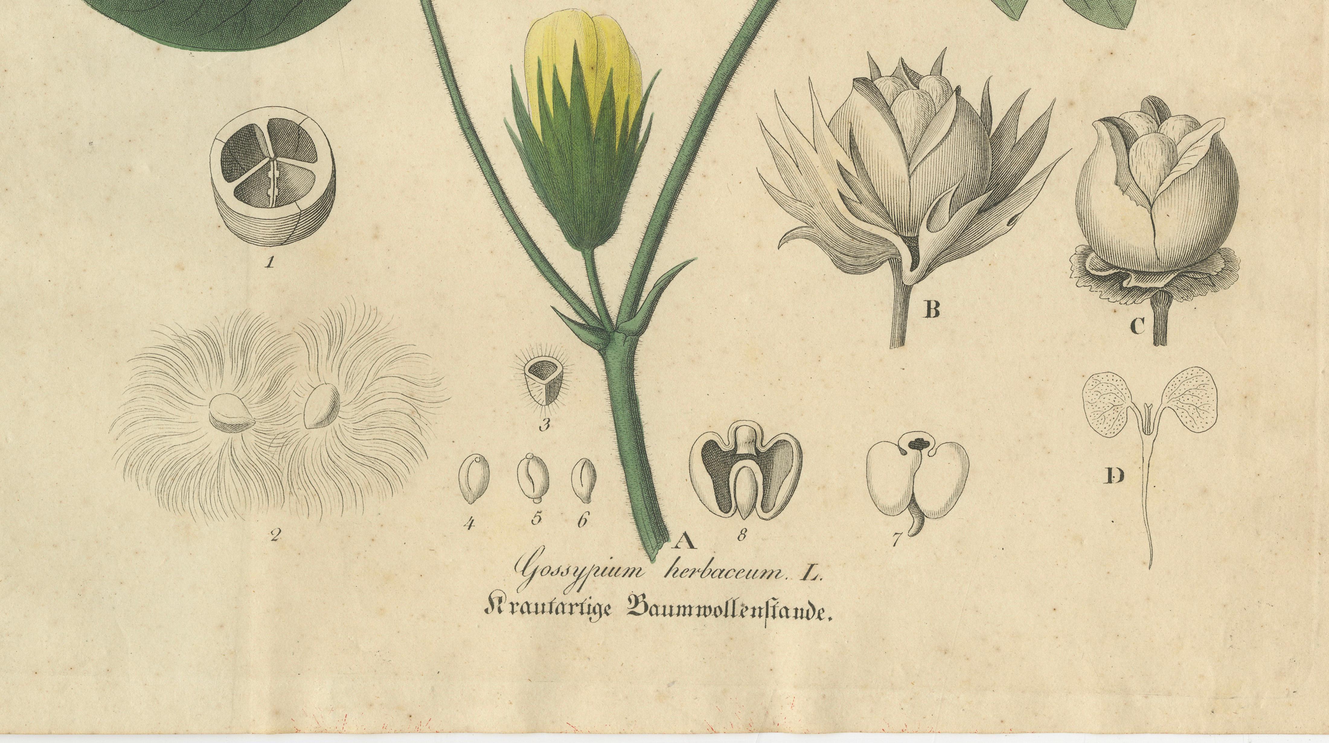 Antique Cotton Botanical Print, Gossypium Herbaceum, c.1831