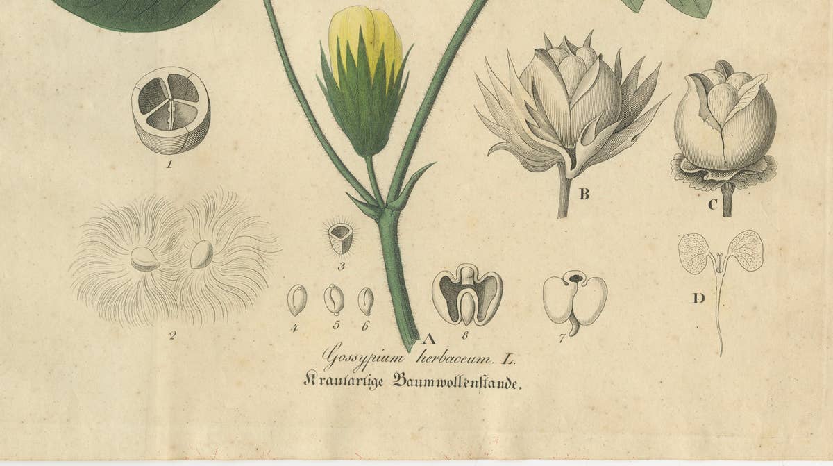 Antique Cotton Botanical Print, Gossypium Herbaceum, c.1831