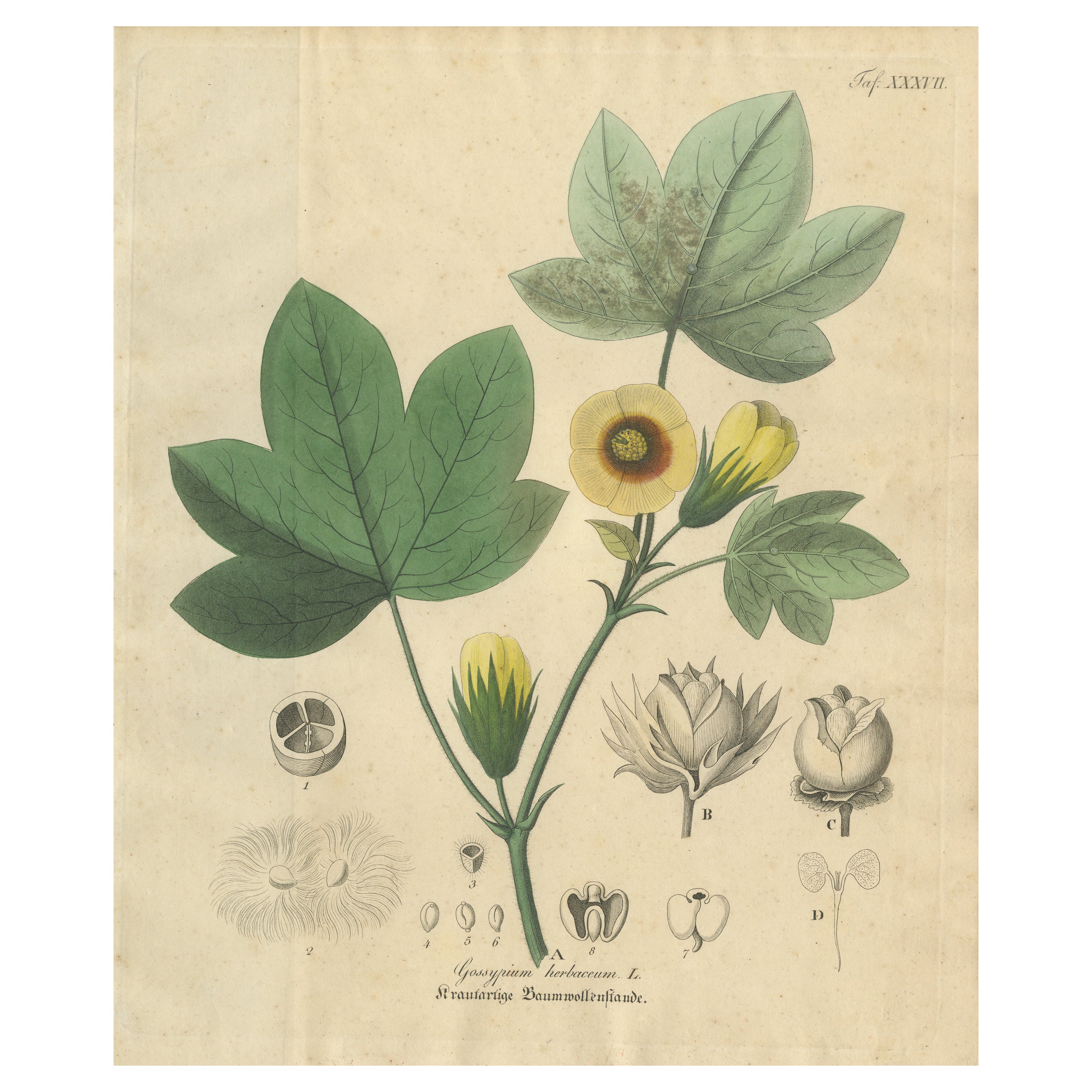 Antique Cotton Botanical Print, Gossypium Herbaceum, c.1831