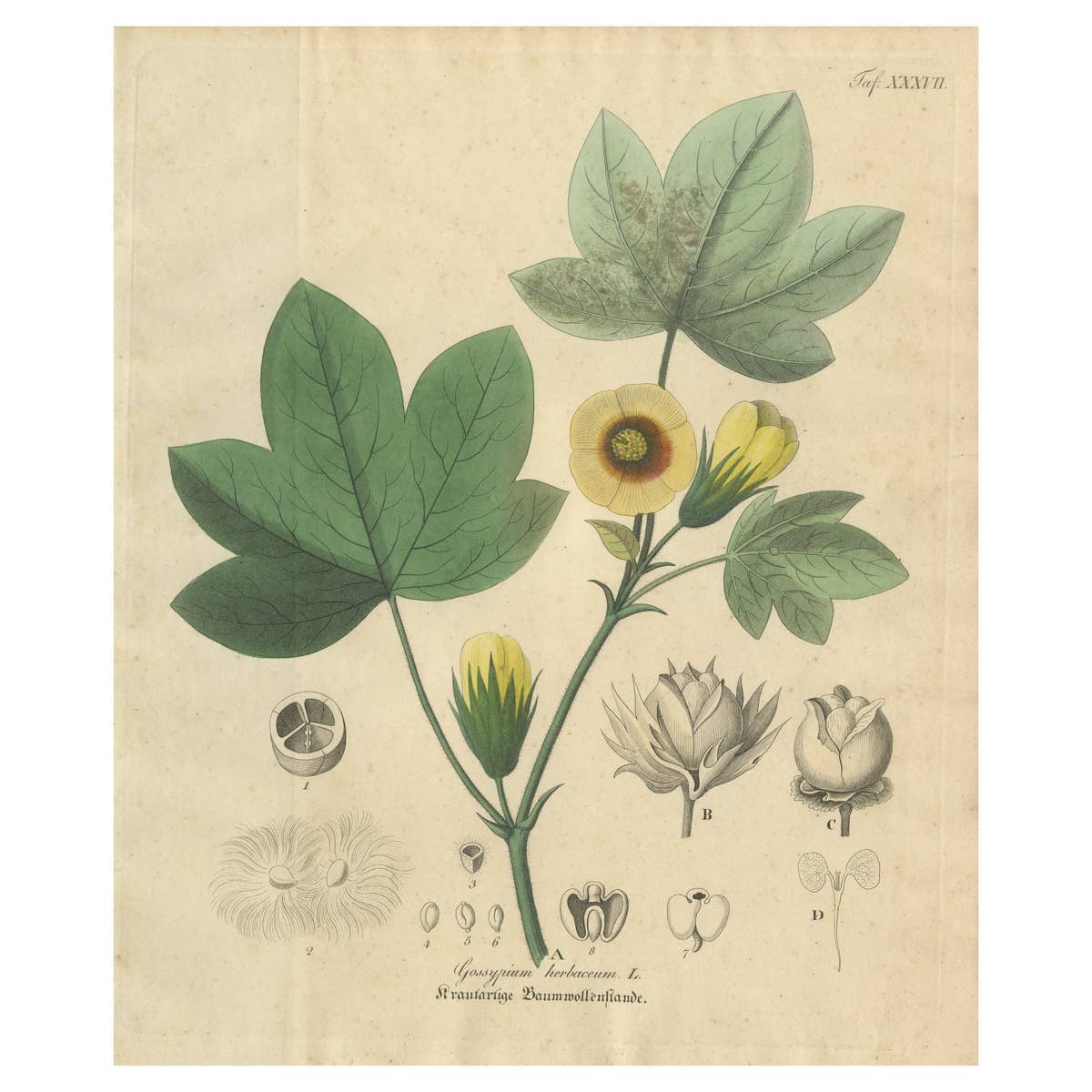 Antique Cotton Botanical Print, Gossypium Herbaceum, c.1831