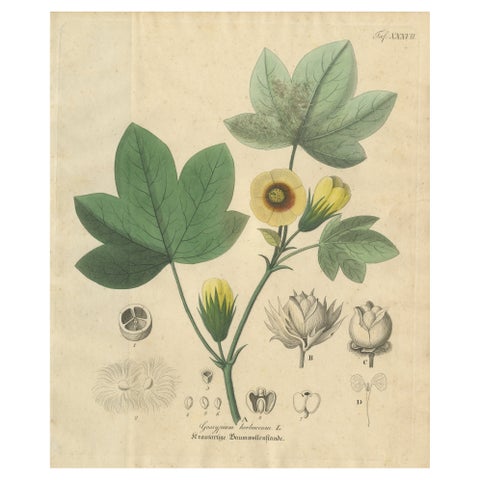 Antique Cotton Botanical Print, Gossypium Herbaceum, c.1831