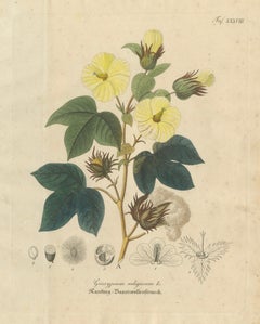 Antique Cotton Botanical Print, Gossypium Religiosum, c.1831