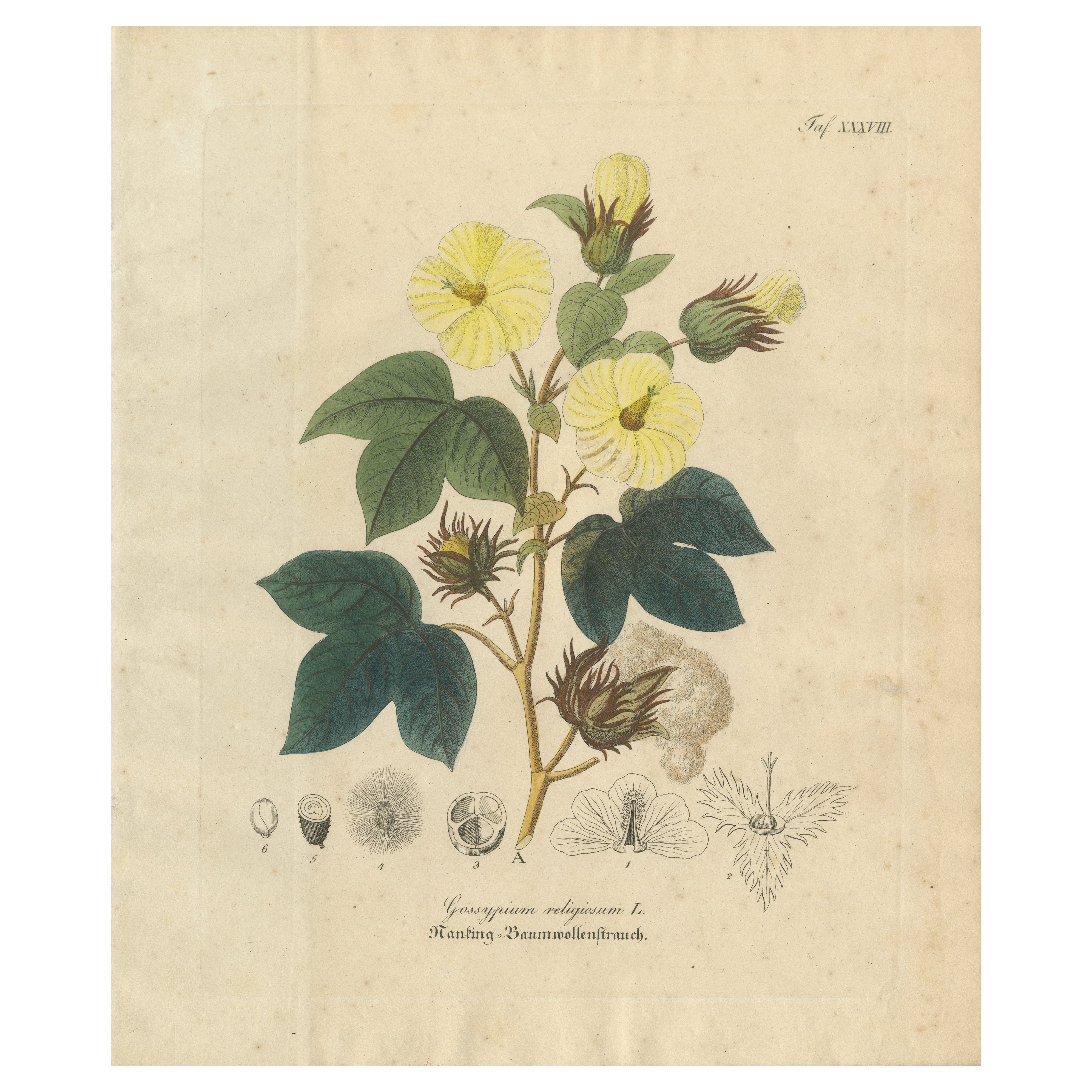 Antique Cotton Botanical Print, Gossypium Religiosum, c.1831