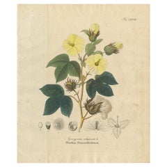 Antique Cotton Botanical Print, Gossypium Religiosum, c.1831