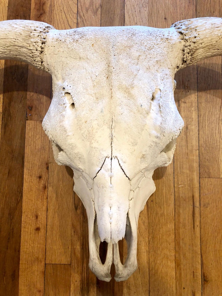 Antique North America Cow Head Skull with Horns at 1stDibs