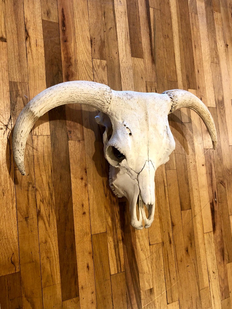 Antique North America Cow Head Skull with Horns at 1stdibs