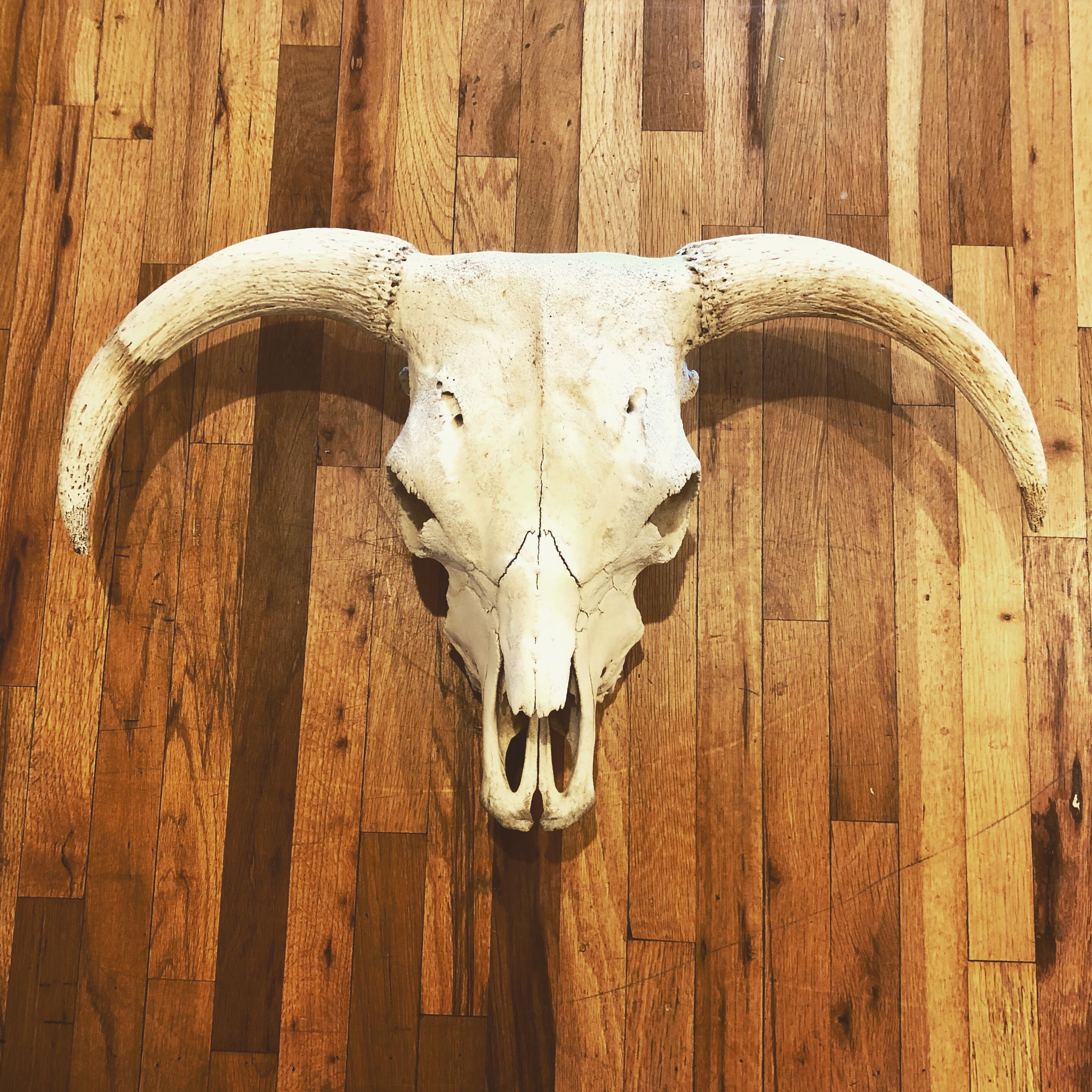Aesthetic Movement Antique North America Cow Head Skull with Horns