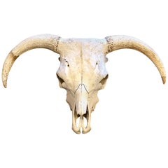 Antique North America Cow Head Skull with Horns