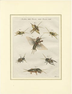 Antique Crickets & Mole Cricket Engraving – Bertuch, 1807