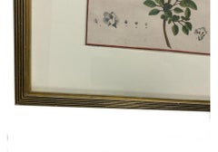 Antique Custom Framed Hand Painted Botanical Engraving