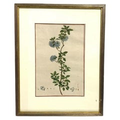 Antique Custom Framed Hand Painted Botanical Engraving