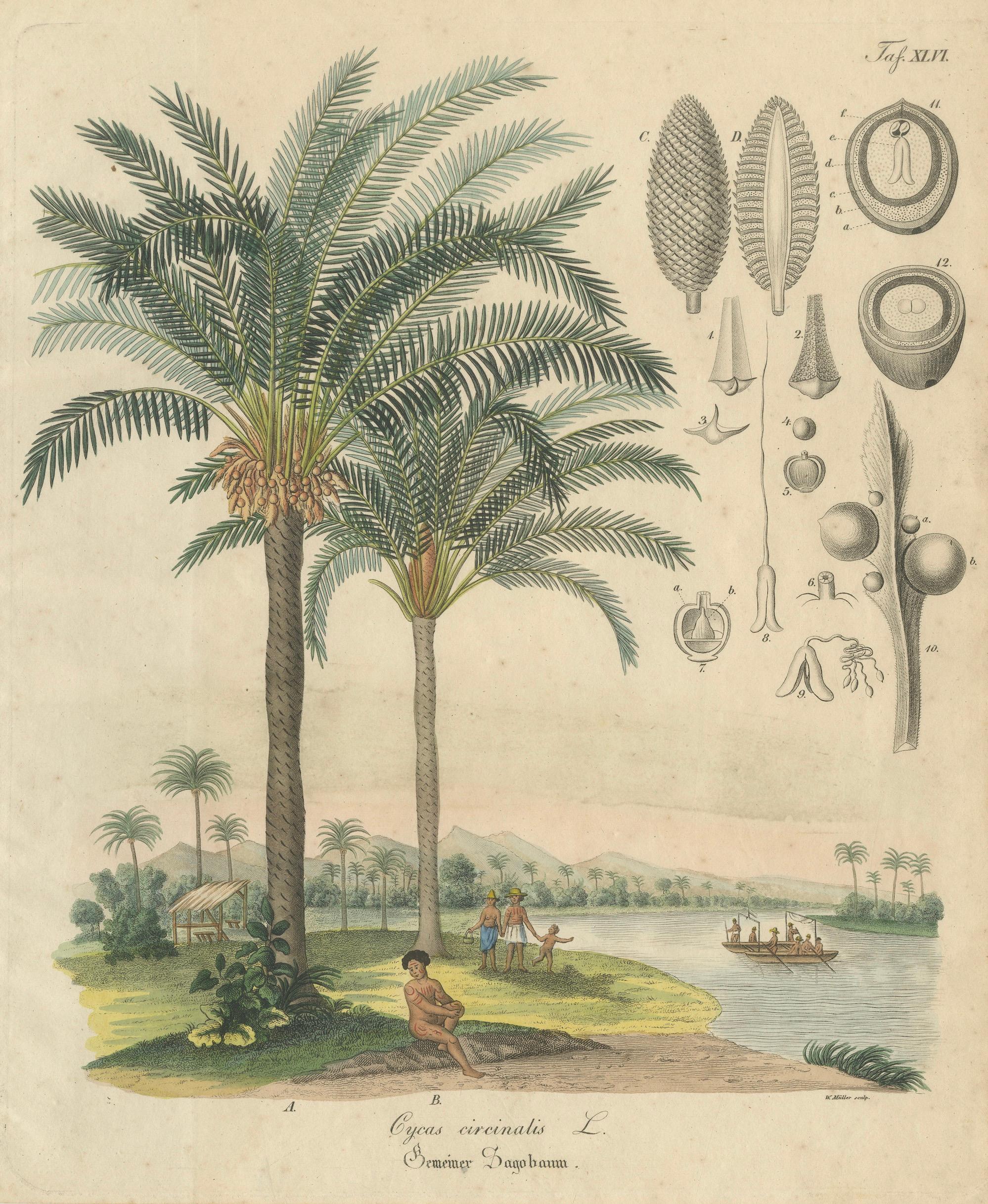 Antique Cycad Botanical Print, Copper Engraving, c.1831, Hand Colored